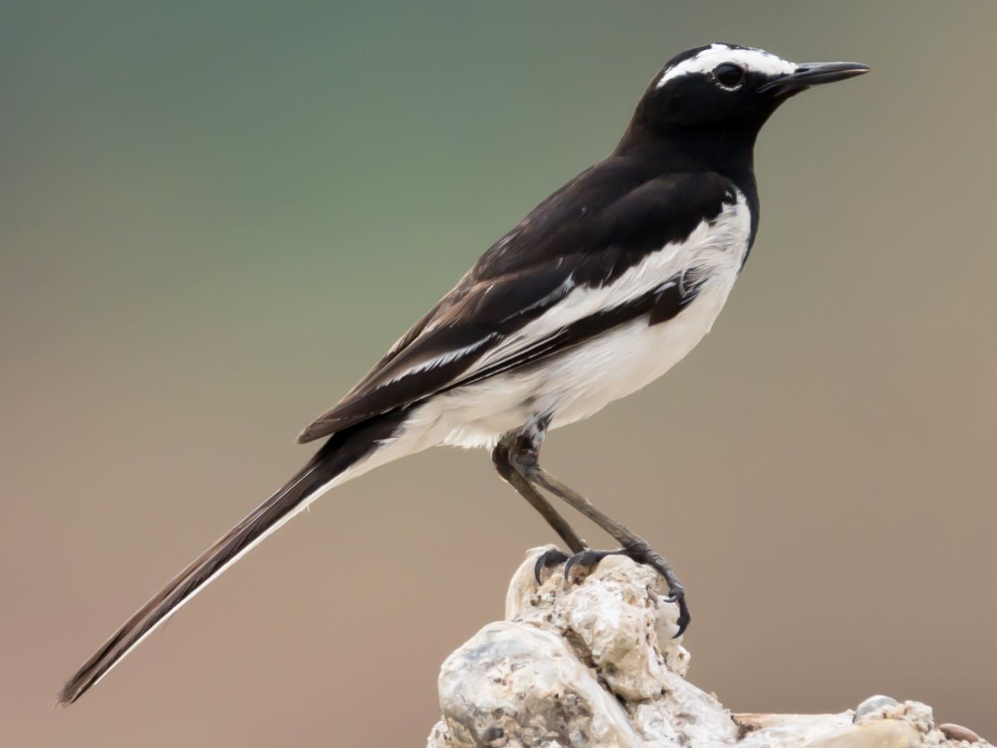 White-browed Wagtail (Large Pied Wagtail)